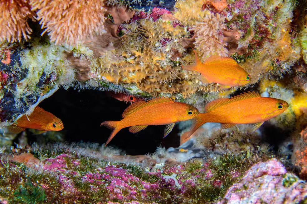 choranthias salmopunctatus luiz a rocha