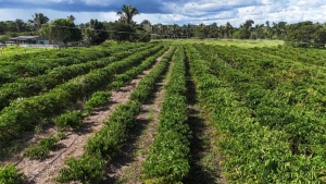 Tecnologia da Empaer chega ao campo e renova a esperan&ccedil;a de produtores em Cotrigua&ccedil;u