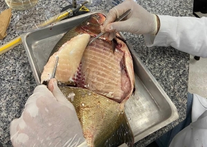 Embrapa detecta presen&ccedil;a de Salmonella em pisciculturas de peixes nativos no Centro-Oeste