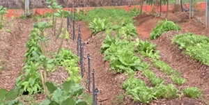 A umidade em excesso faz com que as plantas n&atilde;o cres&ccedil;am, percam a cor e at&eacute; apodre&ccedil;am. &mdash; Foto: TV Centro Am&eacute;rica