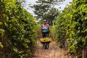 Parcerias da Seaf com Sema e Intermat v&atilde;o viabilizar regulariza&ccedil;&atilde;o fundi&aacute;ria e ambiental pelo MT Produtivo