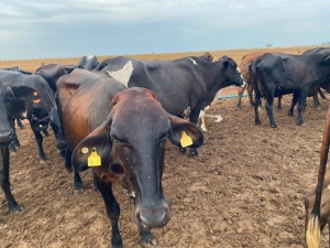 Seaf abre preg&atilde;o para aquisi&ccedil;&atilde;o de novilhas destinadas &agrave; agricultura familiar