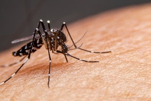 Dengue desacelera, mas j&aacute; matou 28 pessoas no pa&iacute;s; duas mortes foram registradas em Mato Grosso