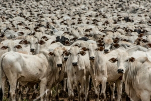 Bezerro ultrapassa R$ 3 mil em quase todas as pra&ccedil;as refor&ccedil;ando tend&ecirc;ncia de alta na reposi&ccedil;&atilde;o