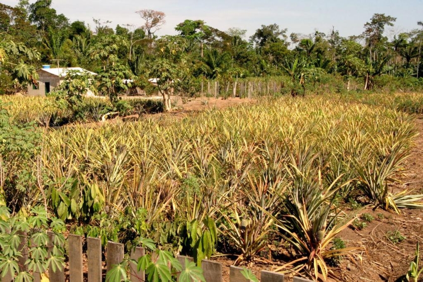Sema promove reuni&otilde;es para orientar pequenos produtores sobre regulariza&ccedil;&atilde;o ambiental nos assentamentos