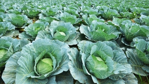 ProHort revela queda de 10% no pre&ccedil;o do repolho e aumento de 20% no valor da couve-flor e br&oacute;colis