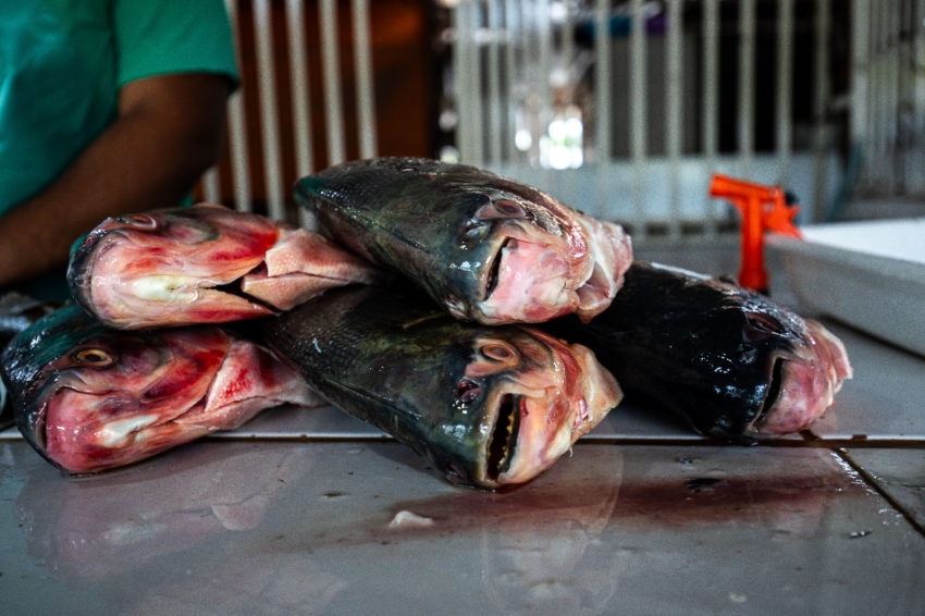 Prazo para vendedores participarem da Feira Peixe Santo termina ter&ccedil;a-feira (17)