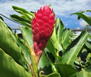 Projeto da Unemat incentiva floricultura como alternativa de renda para agricultura familiar