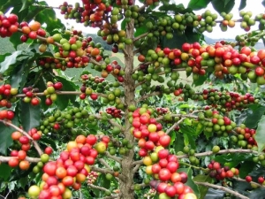 Diesel em alta preocupa cafeicultores e pode encarecer colheita em at&eacute; 15%