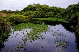 Sema participa de semin&aacute;rio nacional com palestras sobre o Pantanal