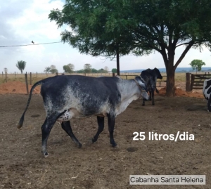 Melhoramento Gen&eacute;tico impulsiona produ&ccedil;&atilde;o de leite em propriedades da agricultura familiar em MT