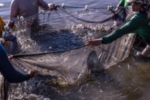 Sedec e Prefeitura de Parana&iacute;ta firmam conv&ecirc;nio para instalar f&aacute;brica municipal de ra&ccedil;&atilde;o para peixes