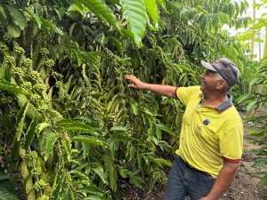 Caf&eacute; garante renda e recome&ccedil;o para fam&iacute;lia de Castanheira