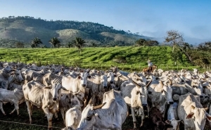 Confira os 11 estados com mais cabe&ccedil;as de gado do que pessoas
