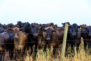 Mato Grosso avan&ccedil;a nas metas do Plano ABC+ e amplia pr&aacute;ticas sustent&aacute;veis no campo