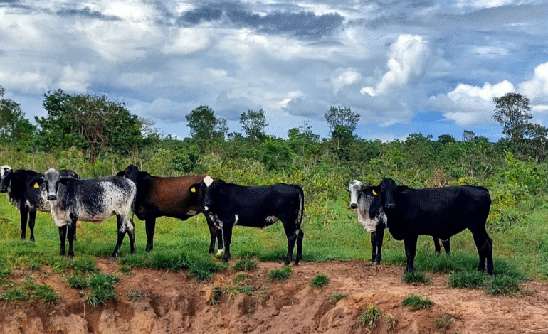  Transferência de embriões eleva produtividade e renda de pequenos produtores de leite em MT